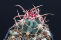 Echinocactus polycephalus SNL 91.jpg